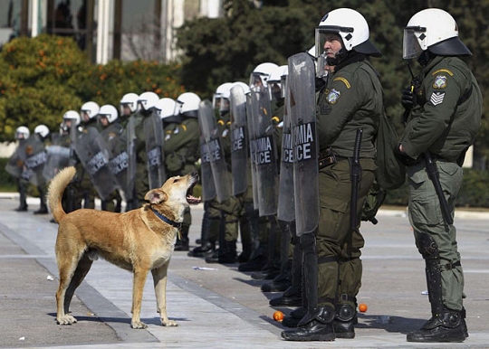 Cela nous console des chiens policiers...