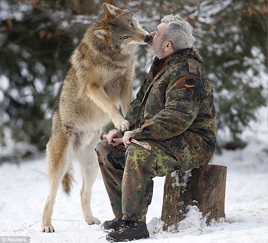 L'allemand Werner Freund vit avec les loups depuis quarante ans.
