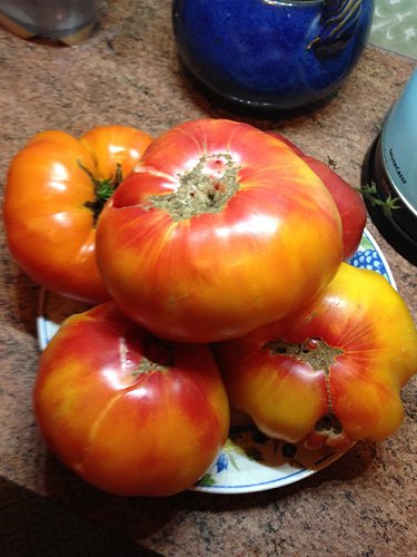 Peut-on mourir d'une overdose de tomates ?