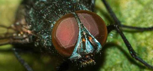 Muca domestica, l'une des 4000 espèces de mouches.