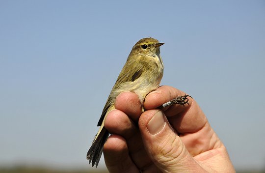 La cervelle d'oiseau, c'est moi...